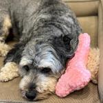 Warm Hug Bone Plush Dog Toy with Lavender