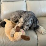 Warm Hug Pal Dog Plush Toy with Lavender