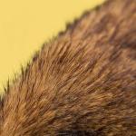 Jellycat Hoppleston Luxe Bunny - Spring 2026 Edition