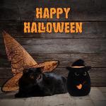Adorable Black Cat Plush Toy for Halloween