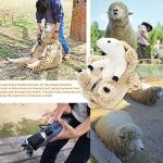 Cute Shaved Sheep Plush Toy for Kids