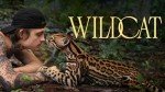 Wildcat