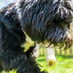 Large Peanut Butter-Stuffed Dog Shin Bone