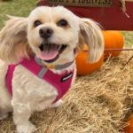 Voyager Step-In No Pull Dog Harness - Fuchsia