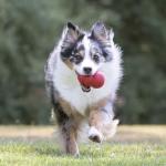 KONG Classic Stuffable Dog Toy for Medium Dogs
