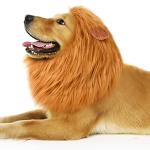 Lion Mane Costume for Medium to Large Dogs