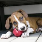 KONG Extreme Tire Toy for Chewing and Fetching