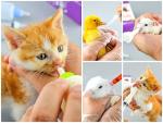 Nursing Bottle Set for Puppies, Kittens, and Rabbits