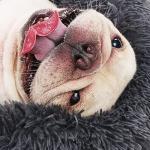 Cozy Anti-Anxiety Bed for Small Dogs
