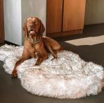 IHAPPYDOG Orthopedic Memory Foam Dog Bed, Waterproof