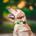 Pink Stunt Puppy Go Dog Glo Collar
