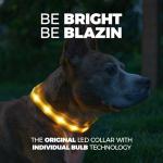 LED Light Up Dog Collar - USB Rechargeable & Waterproof