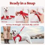 rabbitgoo Small Dog Harness and Leash Set