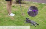 AMAGOOD 6 FT Strong Puppy Leash - Purple