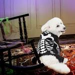 Halloween Dog Skeleton Hoodie Costume - X-Large