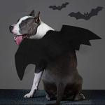 Rypet Bat Costume for Dogs - Halloween Party Fun