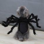 Spider Costume for Small Dogs and Cats