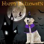 GOYOSWA Dog Halloween Witch Costume with Cape