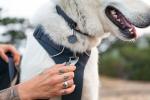 Ruffwear Front Range Adjustable Dog Collar - Blue