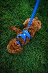 Ruffwear Front Range Adjustable Dog Collar - Blue