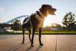 Ruffwear Front Range Adjustable Dog Collar - Blue