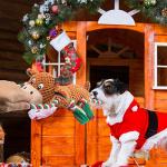 Christmas Squeaky Moose Toy for Dogs