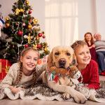 Christmas Squeaky Moose Toy for Dogs