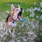 Bacon & Peanut Butter Holiday Dog Bubble Set