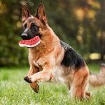 Mondotoy Tough Rubber Dog Chew Toy for Aggressive Chewers