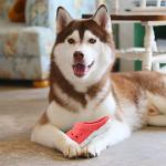 Mondotoy Tough Rubber Dog Chew Toy for Aggressive Chewers