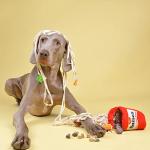 Interactive Chewffon Dog Puzzle Toy for Fun