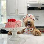 Interactive Puzzle Toy for Small and Medium Dogs