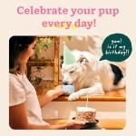 WOOF Party Pupsicle - Fun Interactive Dog Toy