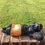 Charming Gorilla Monkey Garden Ornament Statue