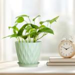 Colorful 6-Pack Plastic Plant Pots with Saucers