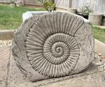 Ammonite Fossil Stone Dinosaur Garden Ornament