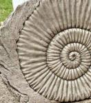 Ammonite Fossil Stone Dinosaur Garden Ornament