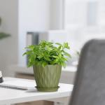 Colorful 6-Pack Plastic Plant Pots with Saucers