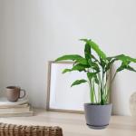 Set of 3 Modern Decorative Plant Pots