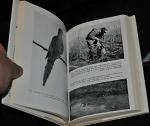 Dove Hunting Tips and Techniques