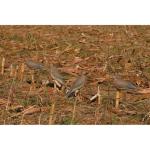 Avery GHG Realistic Mourning Dove Decoys 6-Pack