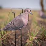 Avery GHG Mourning Dove Decoys 6-Pack