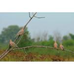 Avery GHG Realistic Mourning Dove Decoys 6-Pack