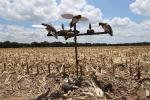 MOJO Outdoors Pole Dancer Decoy for Dove Hunting