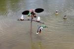 MOJO Outdoors Pole Dancer Decoy for Dove Hunting