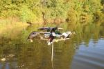 MOJO Outdoors Pole Dancer Decoy for Dove Hunting