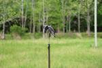 MOJO Outdoors Black Dove Action Kit