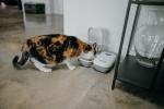 Automatic Cat Feeder for 2 Meals with Timer