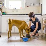 Kytely Collapsible Dog Bowls - 2 Pack