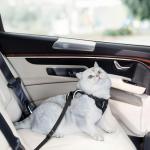 Adjustable Escape-Proof Cat Harness and Leash Set